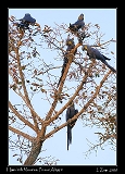  Hyacinth Macaw tree, Pouso Alegre