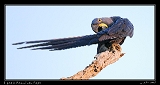 Hyacinth Macaw