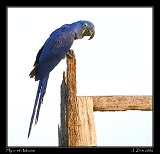  Hyacinth Macaw