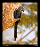  Hyacinth Macaw