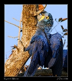  Hyacinth Macaw