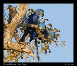  Hyacinth Macaw