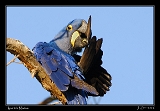  Hyacinth Macaw