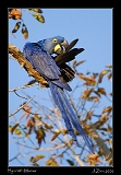  Hyacinth Macaw