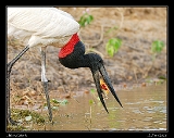  Jabiru Stork