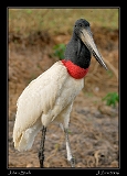  Jabiru Stork