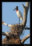  Jabiru Stork