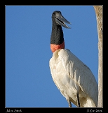  Jabiru Stork