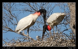  Jabiru Stork family