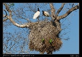  Jabiru Stork and Monk Parakeet communal nest
