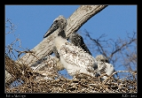  Jabiru Stork nestlings