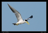 Large-billed Tern