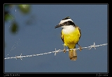  Lesser Kiskadee