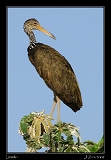  Limpkin