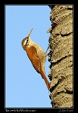  Narrow-billed Woodcreeper