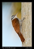  Narrow-billed Woodcreeper