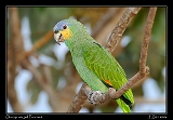  Orange-winged Parakeet