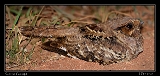  Common Pauraque