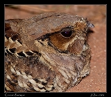  Common Pauraque