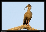  Plumbeous Ibis