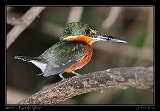 American Pygmy Kingfisher