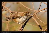  Rusty-backed Antwren