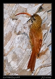  Red-billed Scythebill