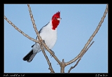  Red-crested Cardinal