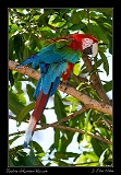  Red-and-green Macaw