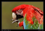  Red-and-green Macaw