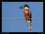  Ringed Kingfisher