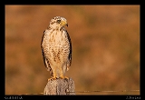 roadside_5339d