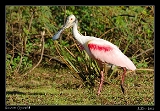  Roseate Spoonbill