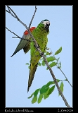  Red-shouldered Macaw