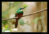  Rufuous-tailed Jacamar