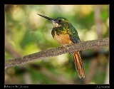  Rufous-tailed Jacamar