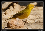  Saffron Finch