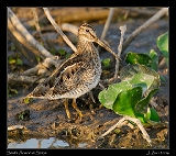 sasn_6341w