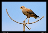 savannah_5450w