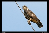  Snail Kite