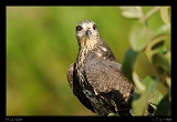  Snail Kite