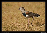  Southern Lapwing