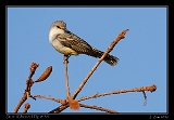  Suiriri (Chapada) Flycatcher
