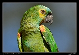  Turquoise-fronted Parrot