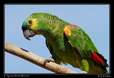  Turquoise-fronted Parrot