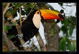  Toco Toucan