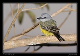  Tropical Kingbird