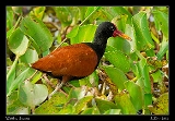 waja_5873w2