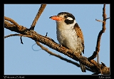  White-eared Puffbird