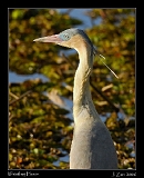  Whistling Heron